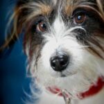 animals_1762